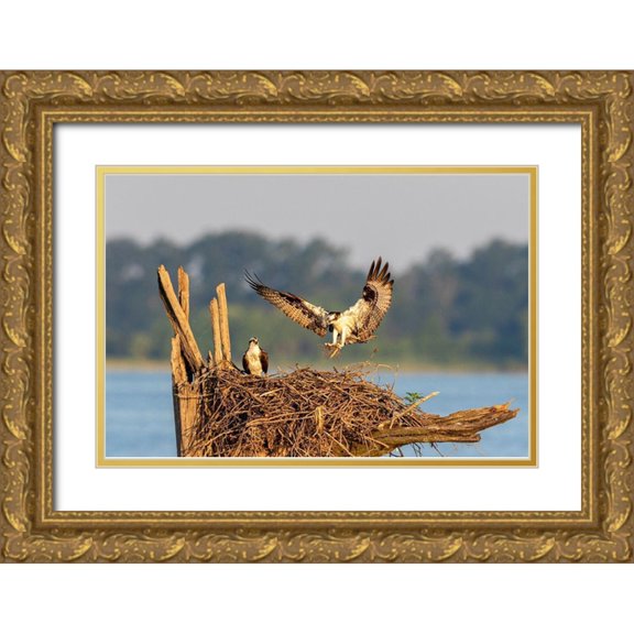 Day, Richard and Susan 24x17 Gold Ornate Wood Framed with Double Matting Museum Art Print Titled - Osprey (Pandion haliaetus) landing at nest Rend Lake Jefferson County-Illinois