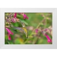 thumbnail image 1 of Day, Richard and Susan 24x17 White Modern Wood Framed Museum Art Print Titled - Ruby-throated Hummingbird-Archilochus colubris-at Salvia Fuchsia Rockin Fuchsia-Salvia hybrid-Mario, 1 of 4