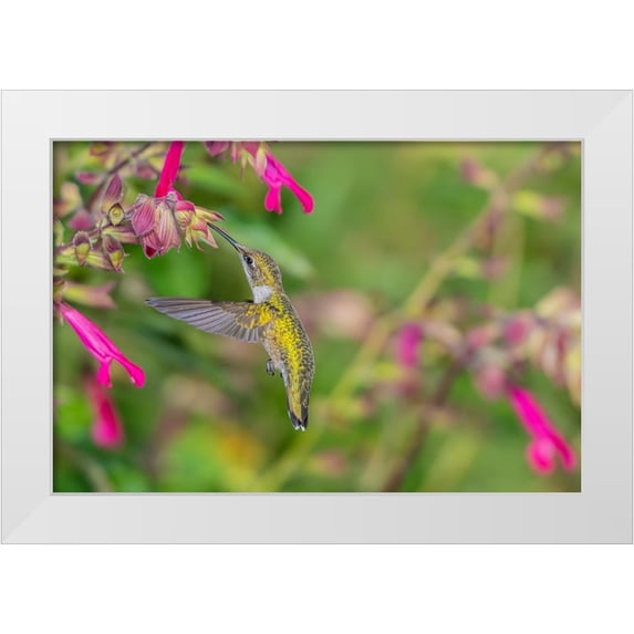 Day, Richard and Susan 24x17 White Modern Wood Framed Museum Art Print Titled - Ruby-throated Hummingbird-Archilochus colubris-at Salvia Fuchsia Rockin Fuchsia-Salvia hybrid-Mario