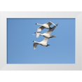 thumbnail image 1 of Day, Richard and Susan 24x17 White Modern Wood Framed Museum Art Print Titled - Trumpeter Swans-Cygnus buccinator-in flight Riverlands Migratory Bird Sanctuary-West Alton-Missouri, 1 of 4