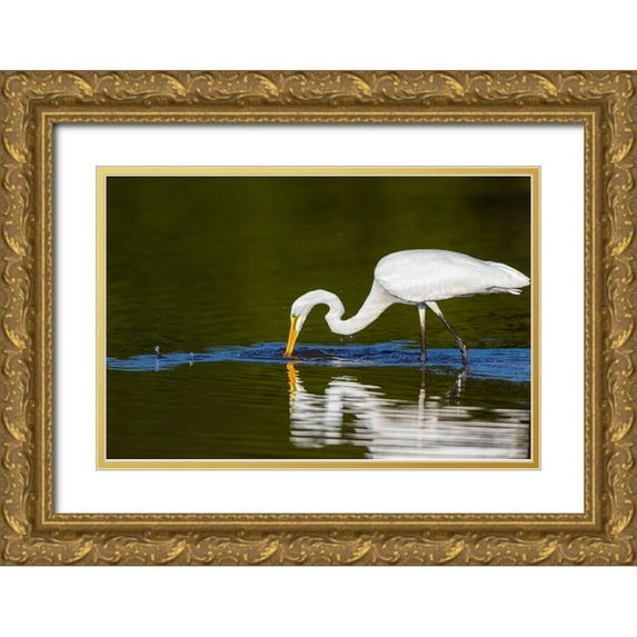 Day, Richard and Susan 32x23 Gold Ornate Wood Framed with Double Matting Museum Art Print Titled - Great Egret-Ardea alba-fishing in wetland Marion County-Illinois