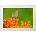 thumbnail image 1 of Day, Richard and Susan 32x23 White Modern Wood Framed Museum Art Print Titled - Coral Hairstreak-Satyrium titus-on Butterfly Milkweed-Asclepias tuberosa-Stephen A-Forbes State Par, 1 of 4
