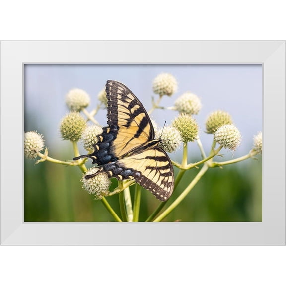 Day, Richard and Susan 32x23 White Modern Wood Framed Museum Art Print Titled - Eastern Tiger Swallowtail on Rattlesnake Master (Eryngium yuccifolium)-Marion County-Illinois