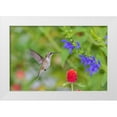 thumbnail image 1 of Day, Richard and Susan 32x23 White Modern Wood Framed Museum Art Print Titled - Ruby-throated Hummingbird-Archilochus colubris-at Blue Ensign Salvia-Salvia guaranitica-Marion Coun, 1 of 4