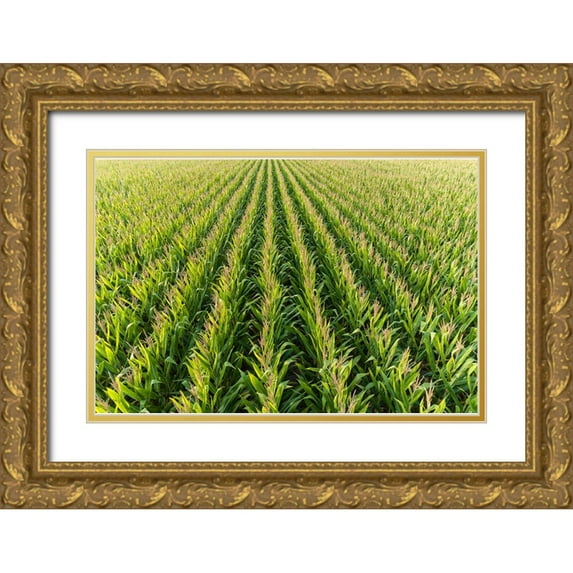 Day, Richard and Susan 14x11 Gold Ornate Wood Framed with Double Matting Museum Art Print Titled - Aerial view of corn field-Marion County-Illinois