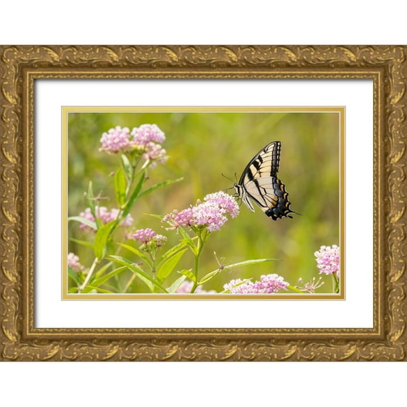 Day, Richard and Susan 14x11 Gold Ornate Wood Framed with Double Matting Museum Art Print Titled - Eastern Tiger swallowtail on swamp milkweed