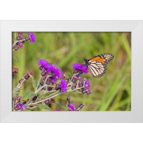 Monarch Print
