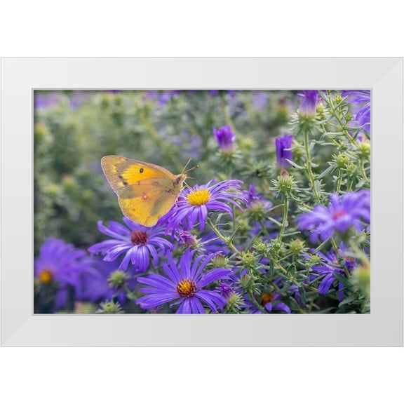 Day, Richard and Susan 14x11 White Modern Wood Framed Museum Art Print Titled - Orange Sulphur on Frikarts Aster