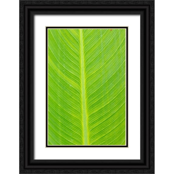 Day, Richard and Susan 17x24 Black Ornate Wood Framed with Double Matting Museum Art Print Titled - Canna leaf-Marion County-Illinois