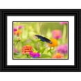 thumbnail image 1 of Day, Richard and Susan 18x13 Black Ornate Wood Framed with Double Matting Museum Art Print Titled - Pipevine swallowtail male flying over zinnia, 1 of 4