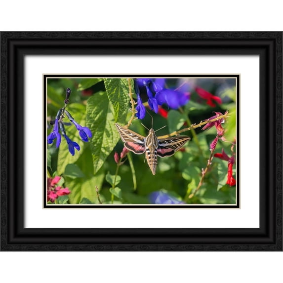 Day, Richard and Susan 18x13 Black Ornate Wood Framed with Double Matting Museum Art Print Titled - White-lined Sphinx on salvia