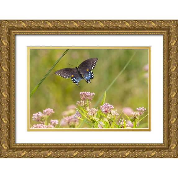 Day, Richard and Susan 18x13 Gold Ornate Wood Framed with Double Matting Museum Art Print Titled - Spicebush swallowtail flying to swamp milkweed