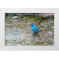 thumbnail image 1 of Day, Richard and Susan 18x13 White Modern Wood Framed Museum Art Print Titled - Indigo Bunting-Passerina cyanea-male bathing Marion County-Illinois, 1 of 4