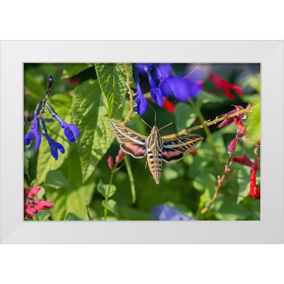 Day, Richard and Susan 18x13 White Modern Wood Framed Museum Art Print Titled - White-lined Sphinx on salvia