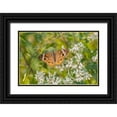 thumbnail image 1 of Day, Richard and Susan 24x17 Black Ornate Wood Framed with Double Matting Museum Art Print Titled - Common Buckeye on Common Boneset, 1 of 4