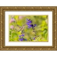 thumbnail image 1 of Day, Richard and Susan 24x17 Gold Ornate Wood Framed with Double Matting Museum Art Print Titled - Ruby-throated hummingbird at black and blue salvia, 1 of 4