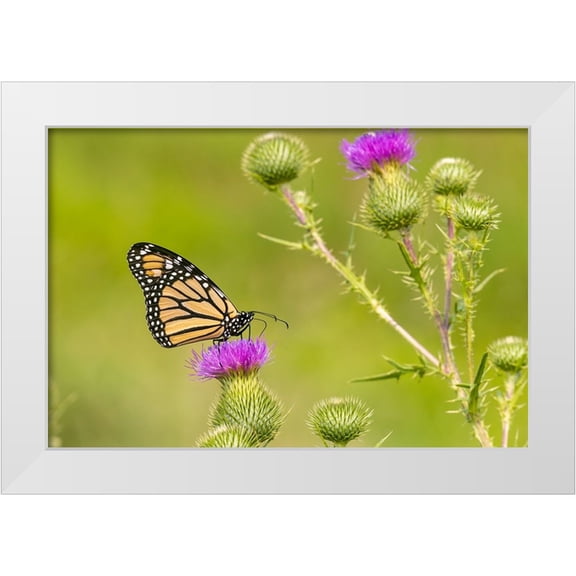 Day, Richard and Susan 24x17 White Modern Wood Framed Museum Art Print Titled - Monarch on Bull thistle