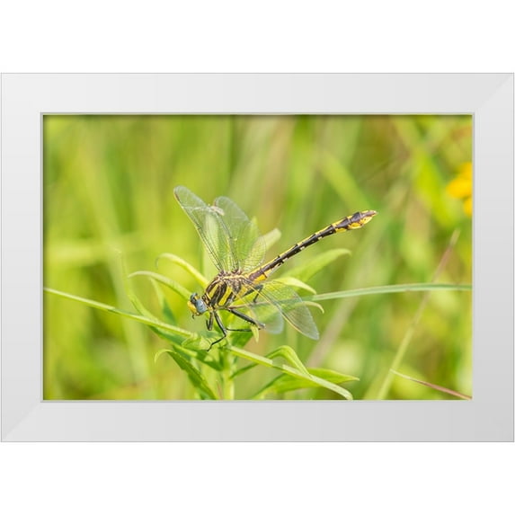 Day, Richard and Susan 24x17 White Modern Wood Framed Museum Art Print Titled - Plains Clubtail-Gomphus externus-Lawrence County-Illinois