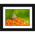 thumbnail image 1 of Day, Richard and Susan 32x23 Black Ornate Wood Framed with Double Matting Museum Art Print Titled - Coral Hairstreak on butterfly milkweed, 1 of 4