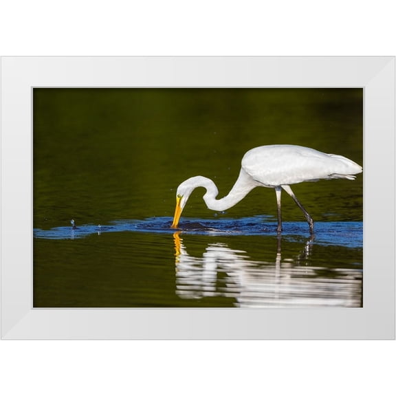 Day, Richard and Susan 32x23 White Modern Wood Framed Museum Art Print Titled - Great Egret-Ardea alba-fishing in wetland Marion County-Illinois