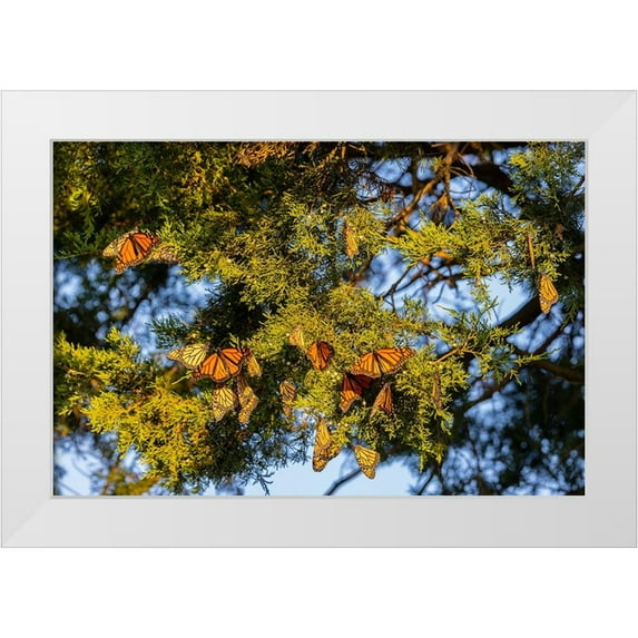 Day, Richard and Susan 32x23 White Modern Wood Framed Museum Art Print Titled - Monarchs gathering to roost in Cedar tree during migration south