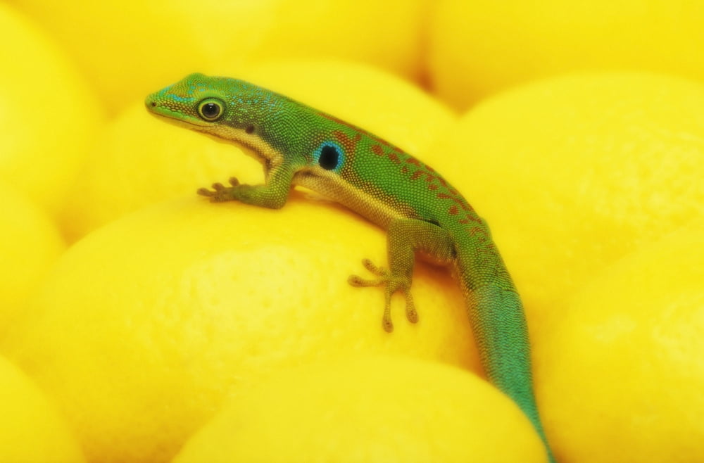 Day gecko on ear of yellow cornBritish columbia canada Canvas Art - Thomas Kitchin & Victoria Hurst Design Pics (38 x 24)