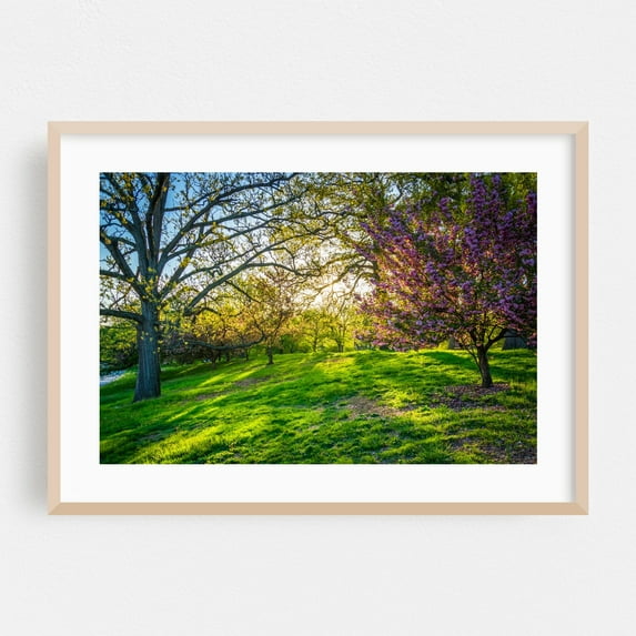 Daybreak - Baltimore Maryland Photography Nature Landscape Floral Scenic Botanical Summer Oak Framed Wall Art Print 20 x 30 inches