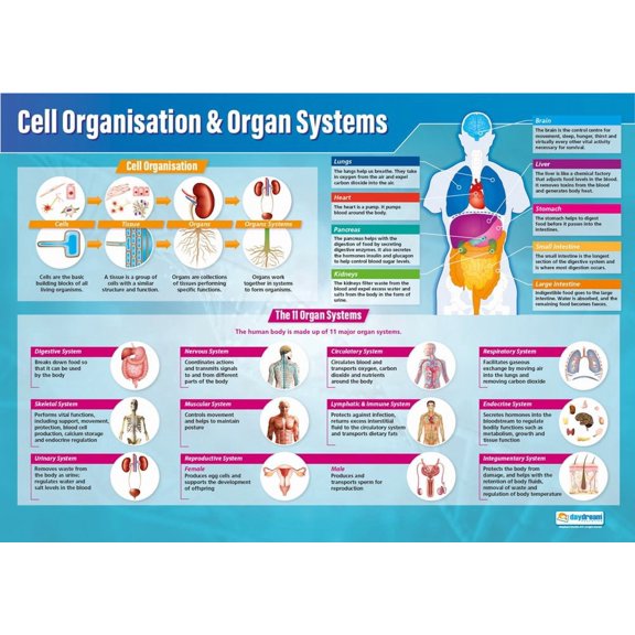 Daydream Education Cell Organization & Organ Systems Poster - EXTRA LARGE - A1 (850mm x 594mm) - Laminated - Science Secondary School Wall Charts