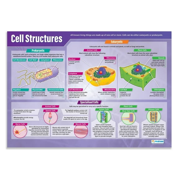 Daydream Education Cell Structures Science Classroom Poster - EXTRA LARGE Laminated - STEM Middle & High School Class Decoration - Wall Charts