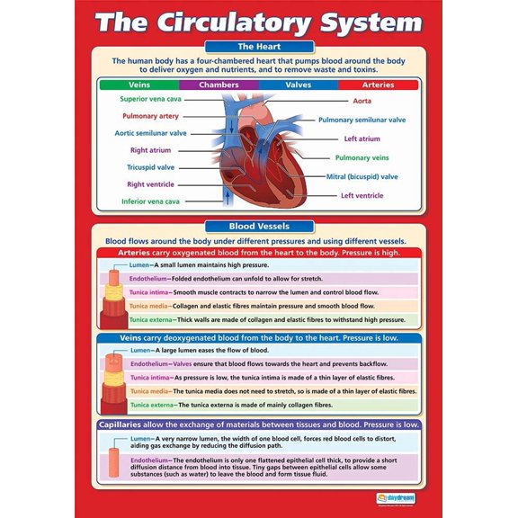 Daydream Education The Circulatory System | Science Posters | Gloss Paper measuring 850mm x 594mm (A1) | Science Charts for the Classroom | Education Charts