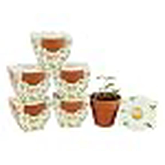 Daydream Mini Terracotta Daisy Plant Pots, 6-Pack
