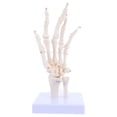 thumbnail image 1 of WEUVEB Anatomy Figure Hand Bone Model PVC 1Pack, 1 of 9