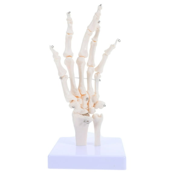 WEUVEB Anatomy Figure Hand Bone Model PVC 1Pack