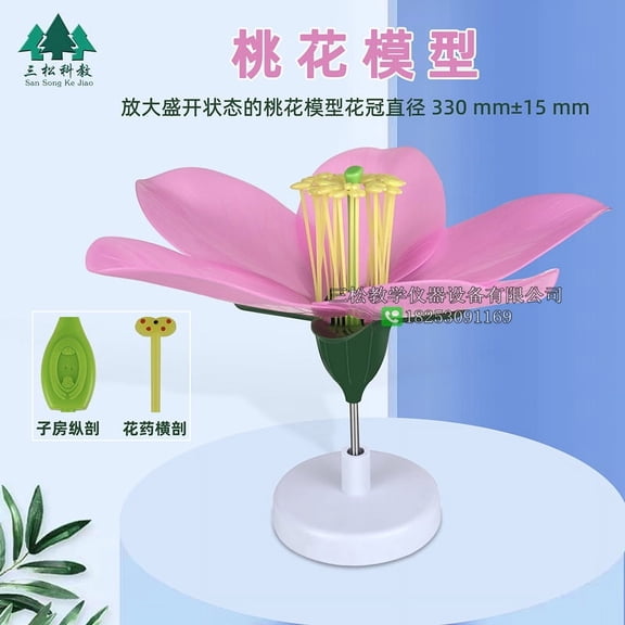WEUVEB Faux Peach Blossoms for Biological Experiments and Teaching Tools