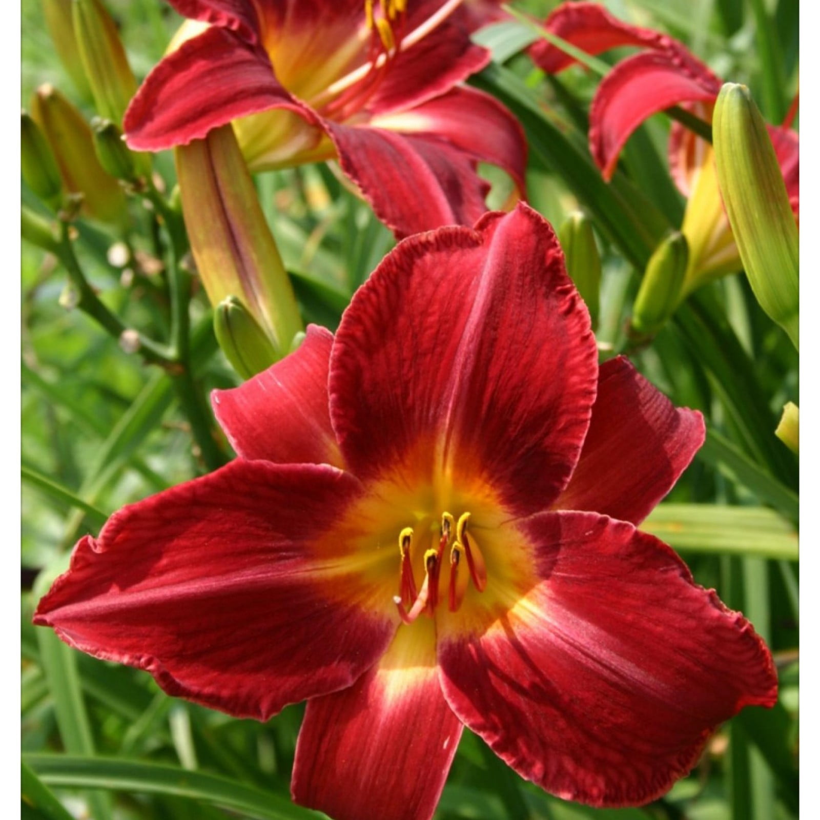 Daylilies Bulbs For Sale,Hemerocallis Fulva,Daylily Plant,Daylily Roots