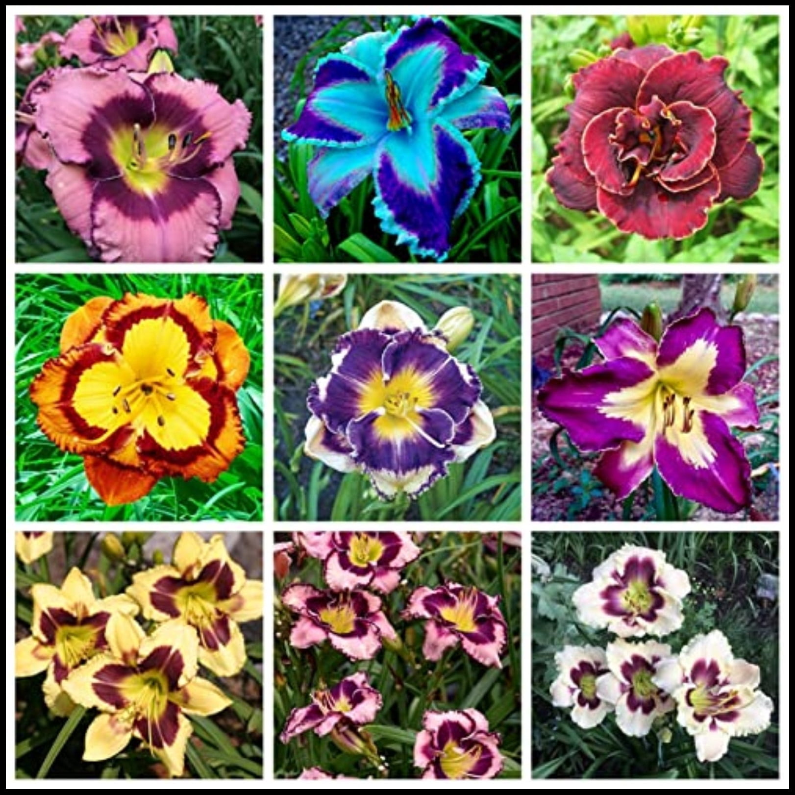 Daylilies Bulbs For Sale,Professional Planting,Hemerocallis Fulva