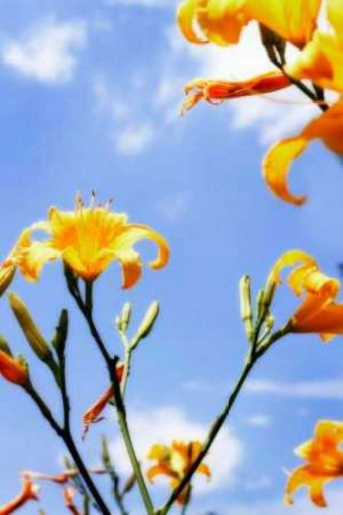 Daylilies Canvas Art - Alan Hausenflock (20 x 28)
