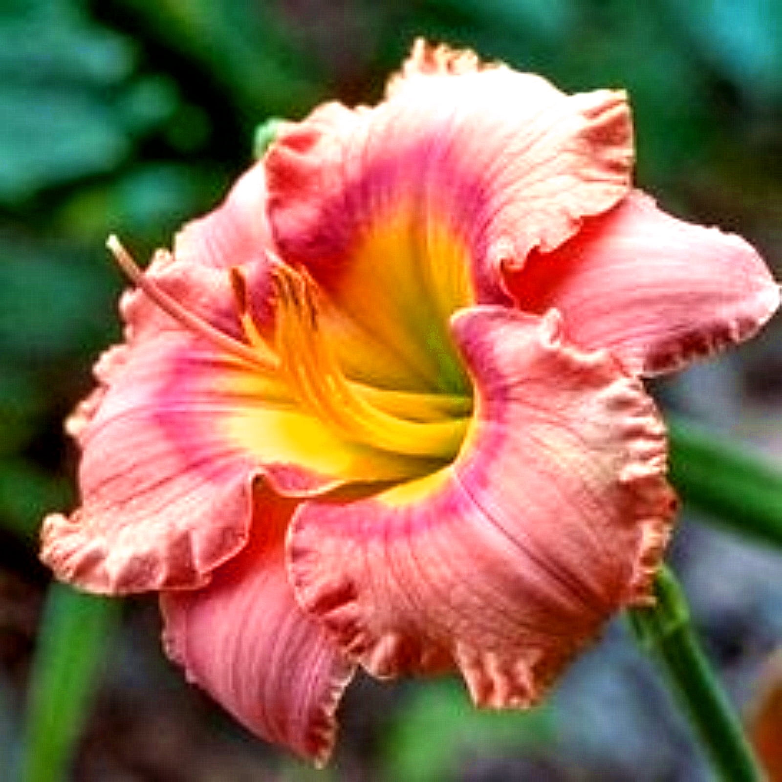 Cosa Fare Con Gli Emerocallidi Dopo La Fioritura: Cure Estive