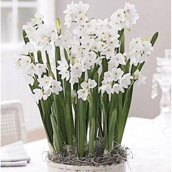Daylilt Nursery Ziva Paperwhites Narcissus Plant Bulb (10 Count)