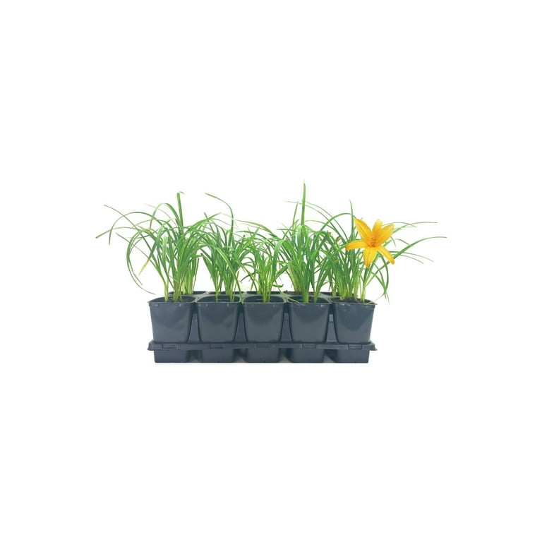 Daylily Aztec Gold 5 Live 4 Inch Pots Hemerocallis Plants Beautiful Low  Maintenance Blooming Groundcover - Walmart.com