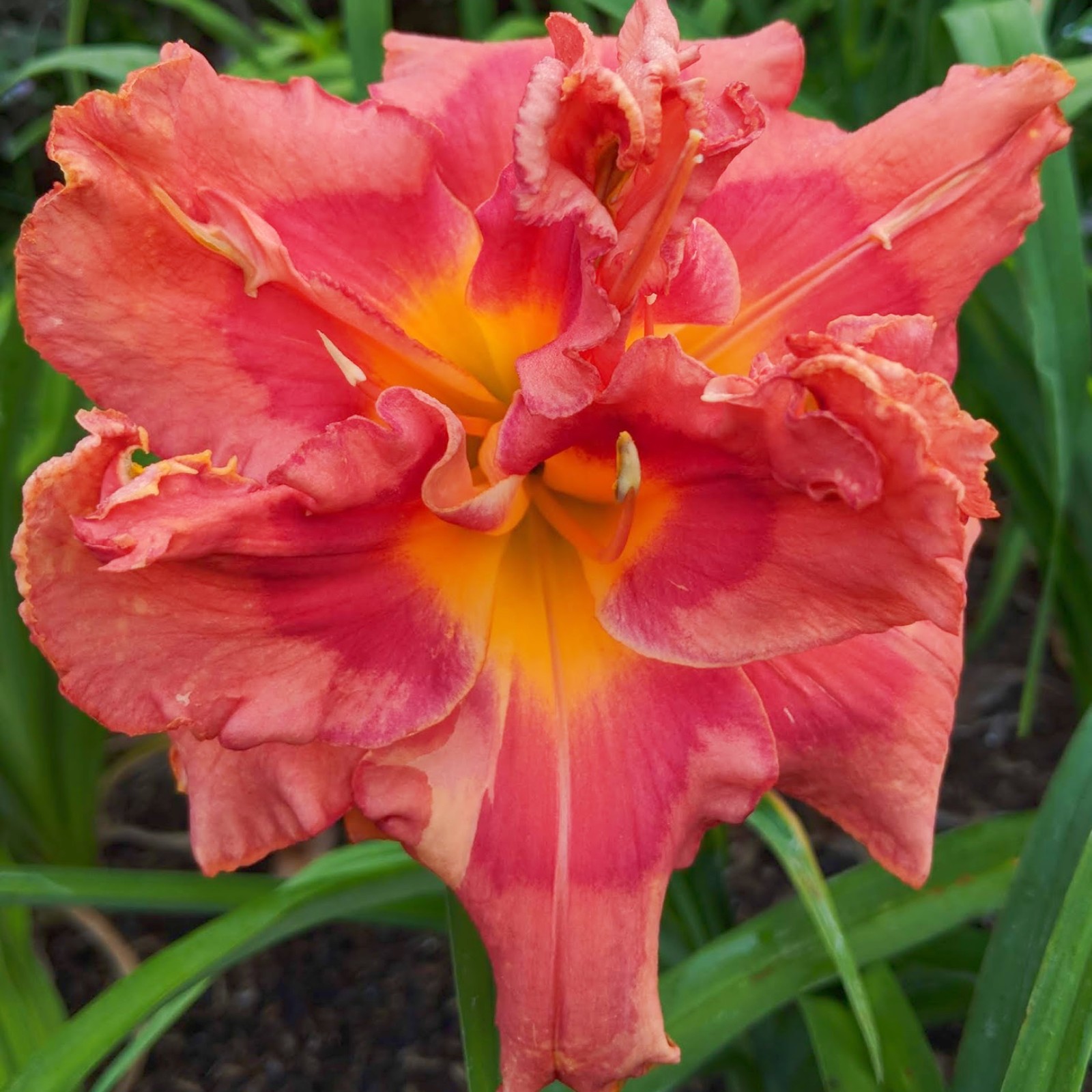 Daylily Bulbs Bulk Daylily Roots Daylily Bulbs For Planting Daylily