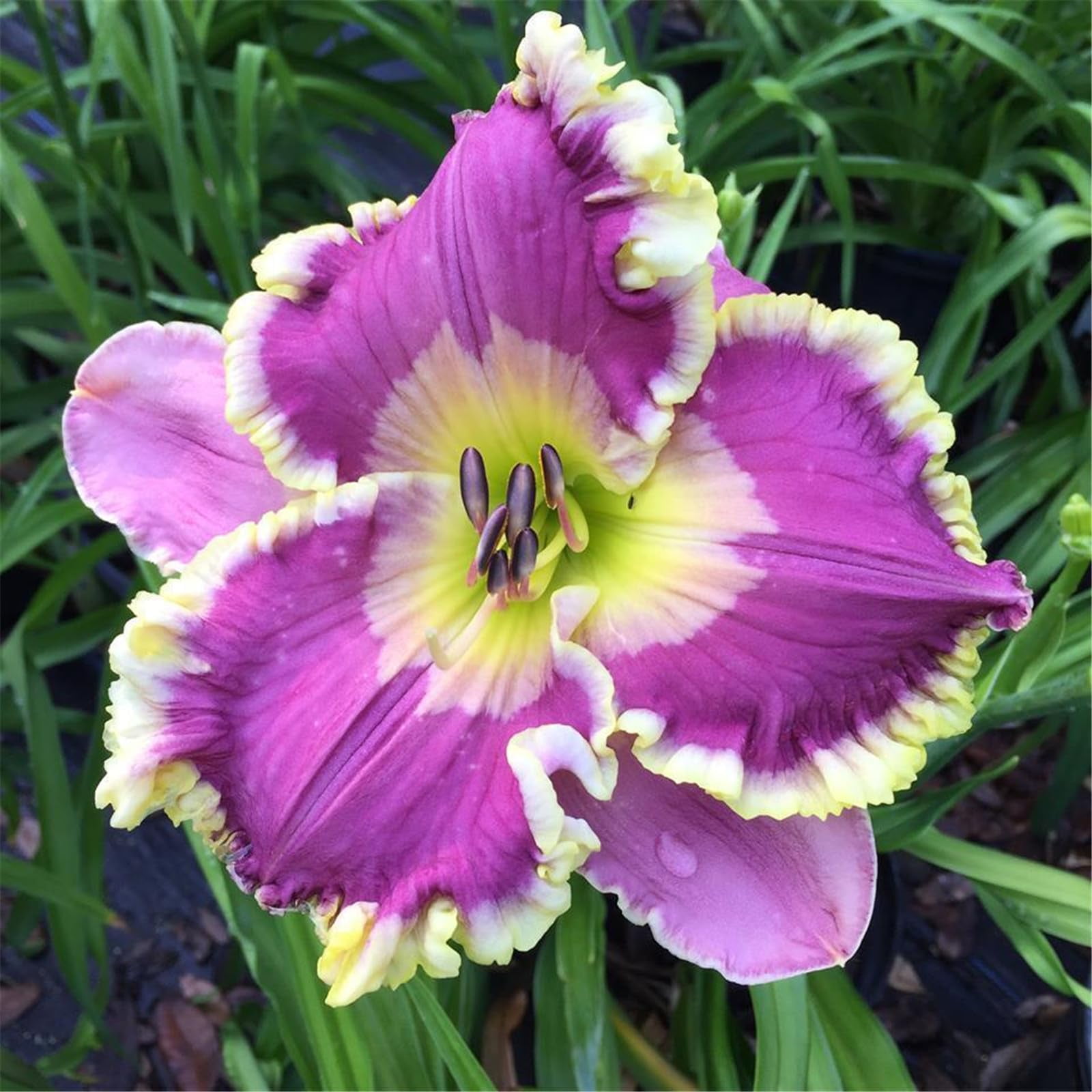 Daylily Bulbs Bulk Mixed Color Daylily Roots for Planting Grow