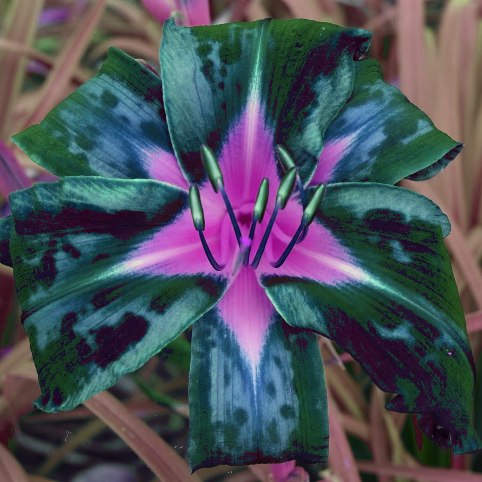 Daylily Bulbs Daylilies Are Perennial Garden Plants Daylilies Are