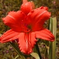 Daylily Bulbs, Daylilies ,Daylily Plant,Daylily Bulbs Reblooming, Wild