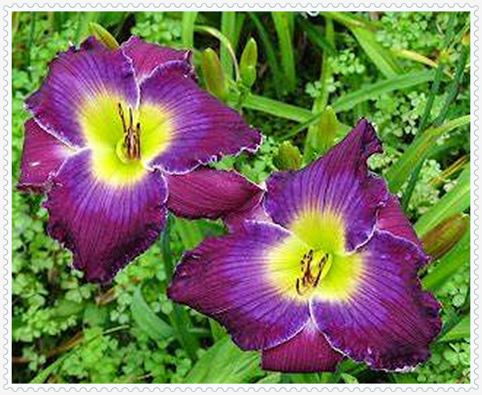 Daylily Bulbs, Daylilies ,Flower Pots,Daylily Bulbs Reblooming,Daylily