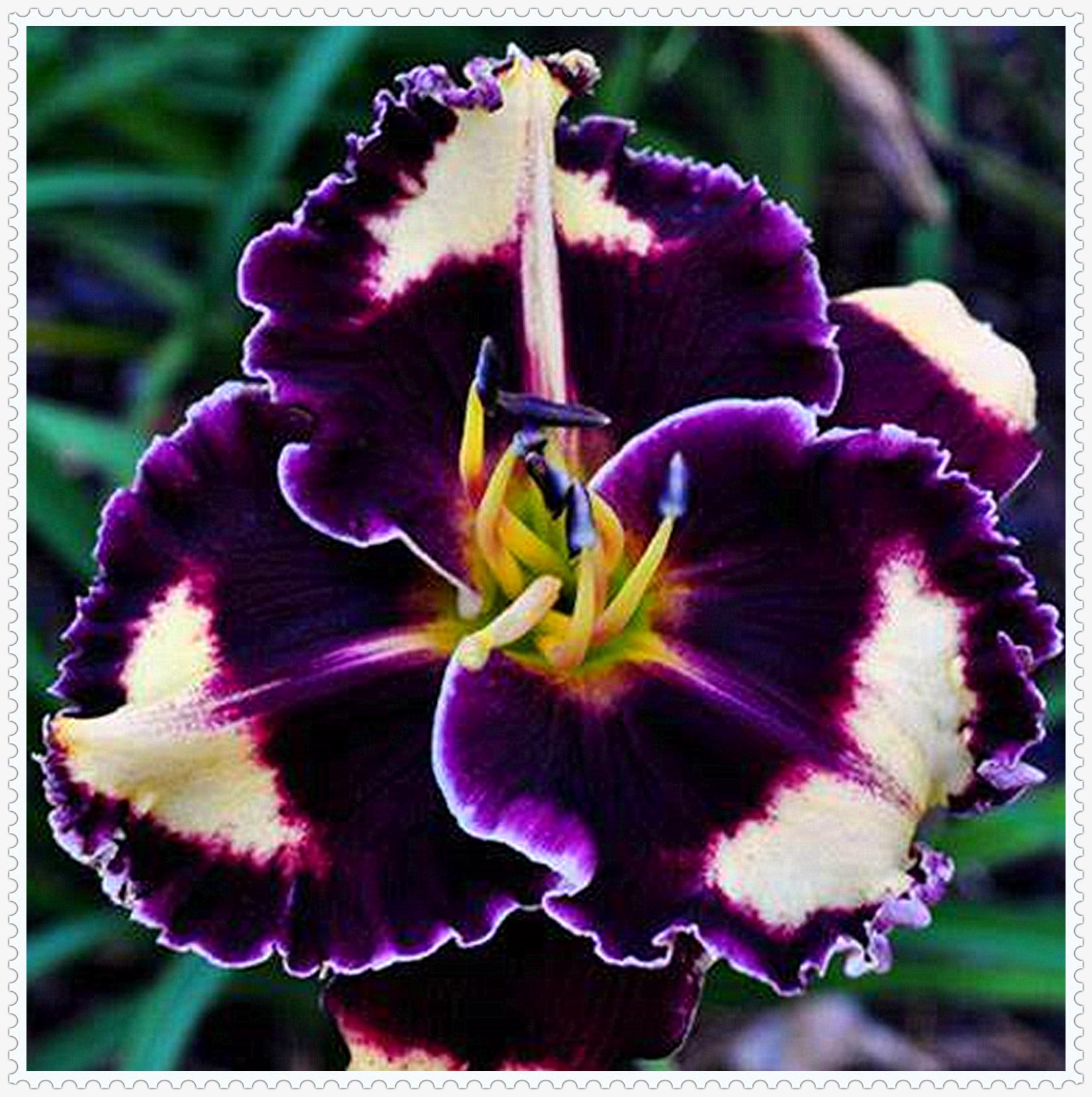 Daylily Bulbs, Daylilies ,Flower Pots,Daylily Bulbs Reblooming,Daylily