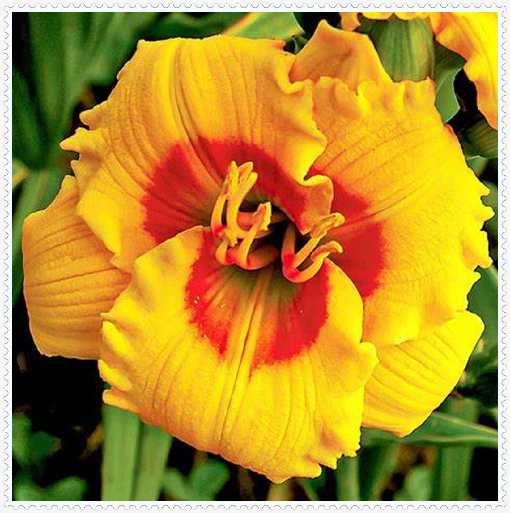 Daylily Bulbs, Daylilies ,Flower Pots,Daylily Bulbs Reblooming,Daylily