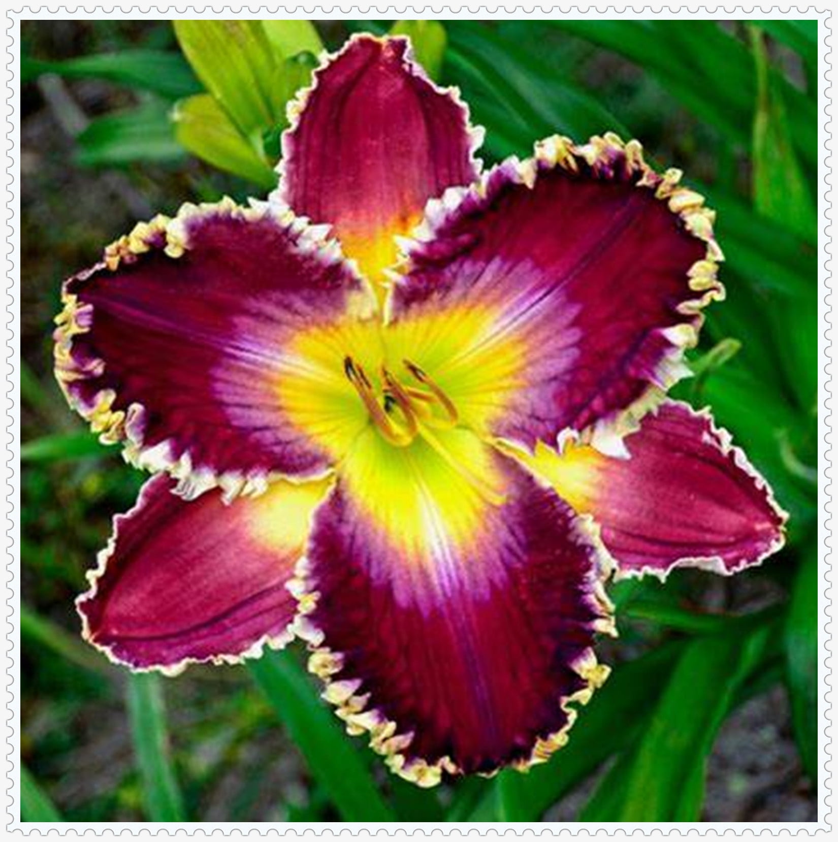 Daylily Bulbs, Daylilies ,Flower Pots,Daylily Bulbs Reblooming,Daylily