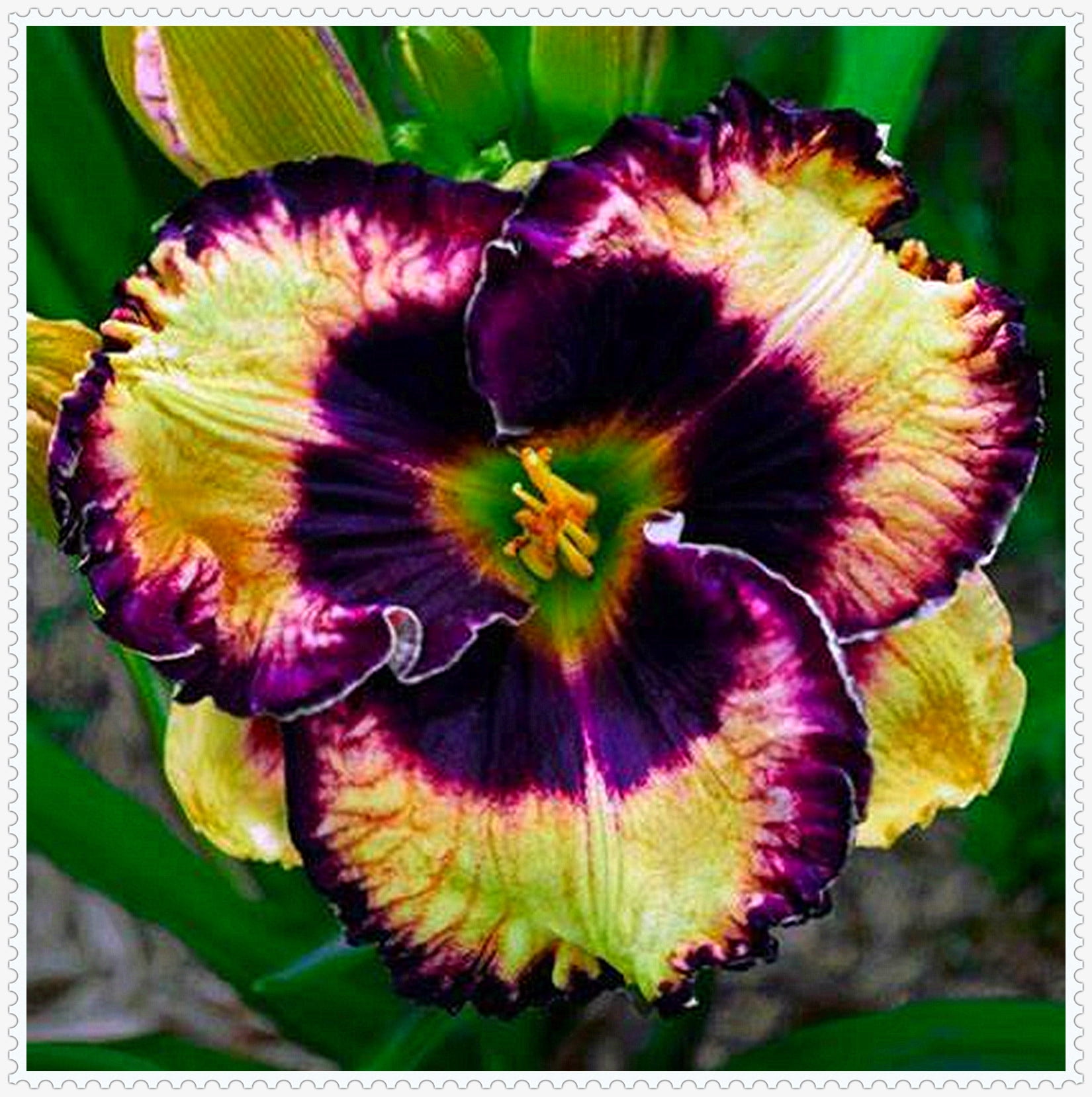 Daylily Bulbs, Daylilies ,Flower Pots,Daylily Bulbs Reblooming,Daylily