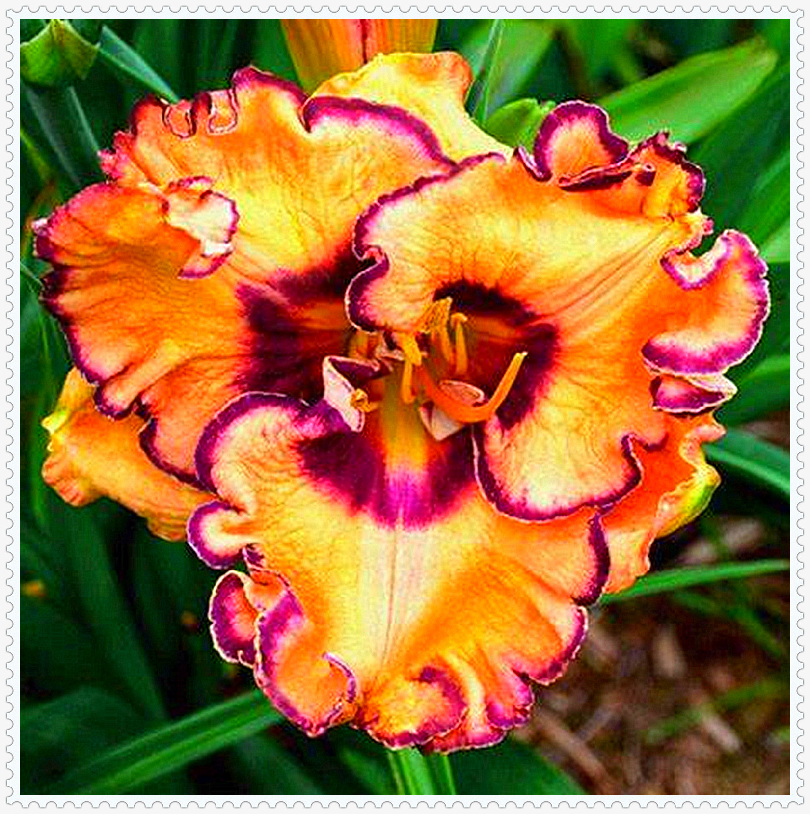 Daylily Bulbs, Daylilies ,Flower Pots,Daylily Bulbs Reblooming,Daylily
